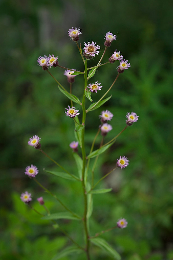 Fleabane Daisy - Erigeron acris