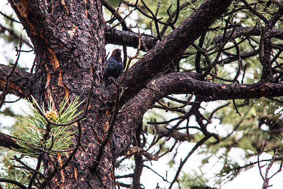 Brown-headed Cowbird - Molothrus ater