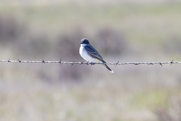 Eastern kingbird (Tyrannus tyrannus) perched on a wire