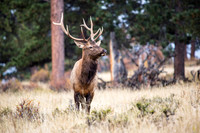 Elk in the Afternoon Rain