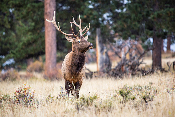 Elk in the Afternoon Rain