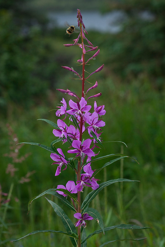 Tall Fireweed - Chamerion angustifolium