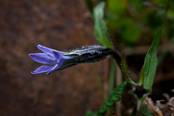 One-flowered Harebell - Campanula uniflora