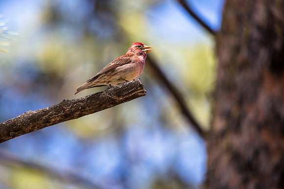House Finch (2) -Haemorhous mexicanus