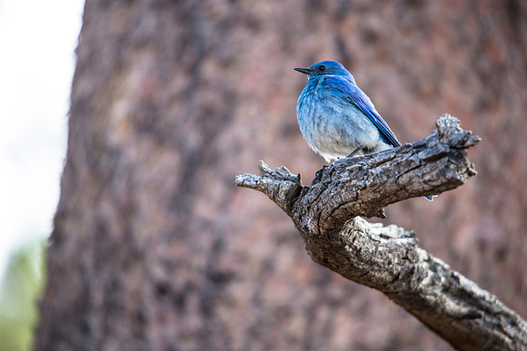 Mountain Bluebird - Sialia currucoides