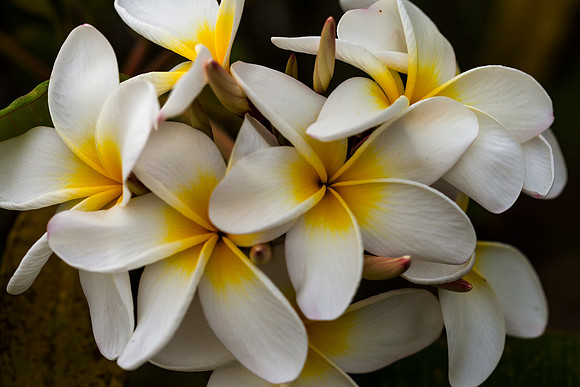 Plumeria