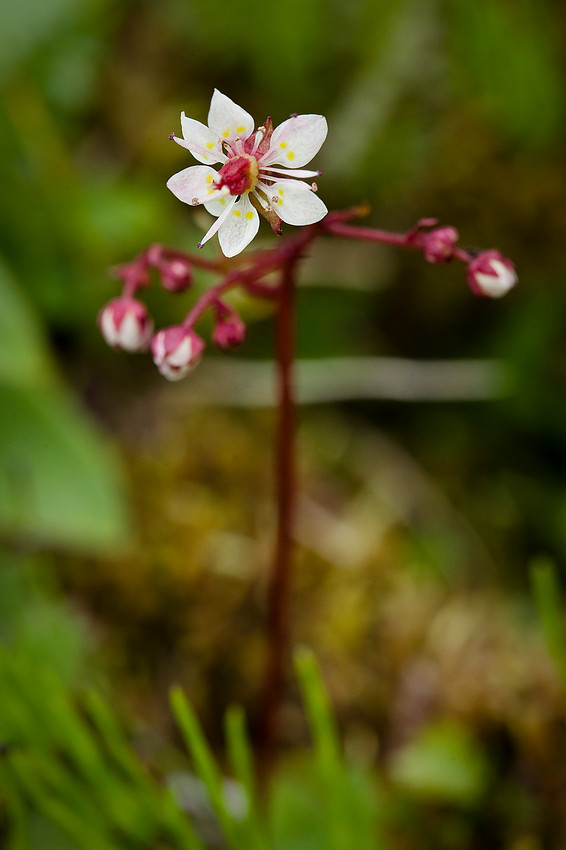 Red-stemmed Saxifrage - Saxifraga lyallii