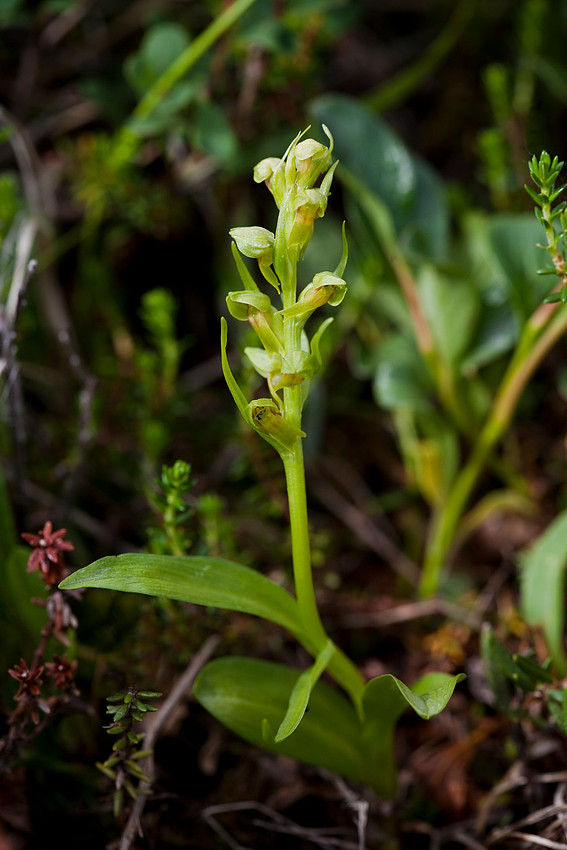 Frog Orchid - Coeloglossum viride ssp. bracteatum
