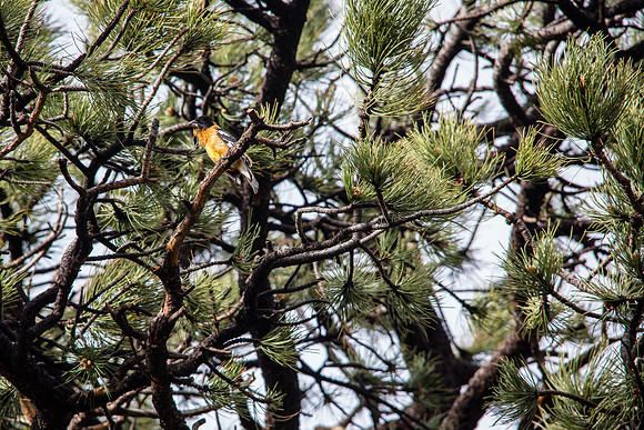Black-headed Grosbeak - Pheucticus melanocephalus