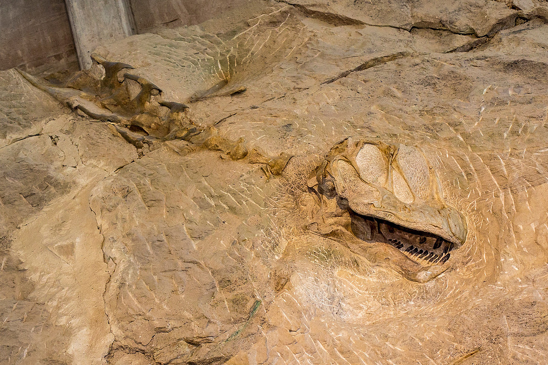 Camarasaurus Skull