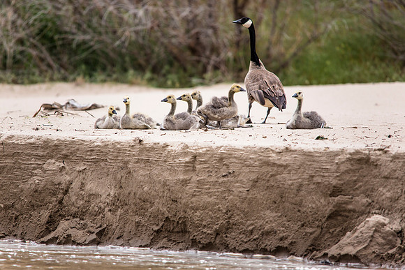 Canada Goose and Goslings - Branta canadensis