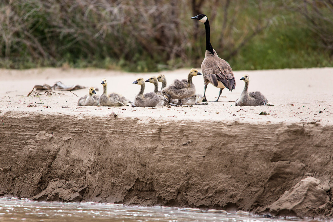 Canada Goose and Goslings - Branta canadensis