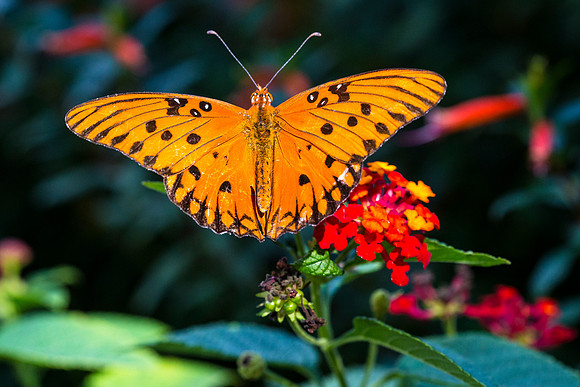 Gulf Fritillary - Agraulis vanillae
