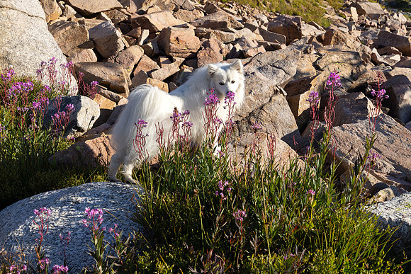 CGNF, AB Wilderness: Jorden Lake (12)