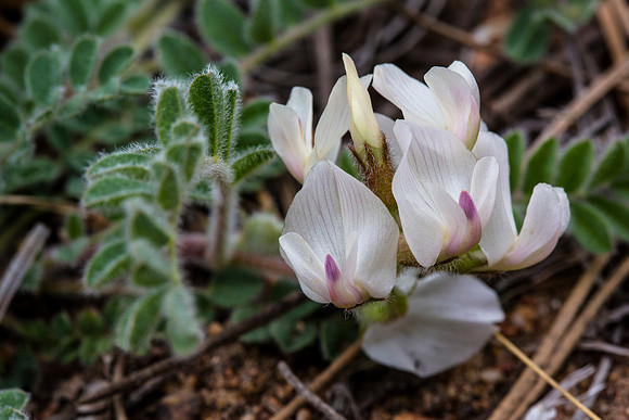 White Locoweed - Oxytropis sericea