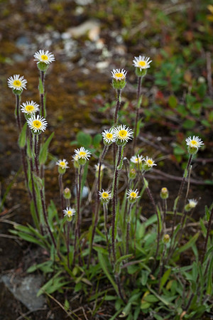 Shortray Fleabane - Erigeron lonchophyllus