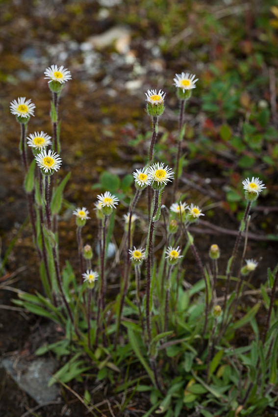 Shortray Fleabane - Erigeron lonchophyllus