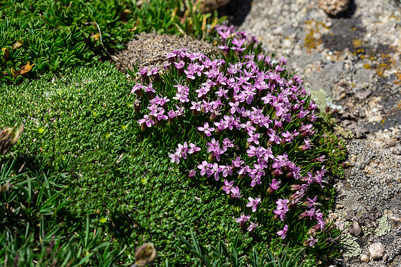 Moss Campion - Silene acaulis