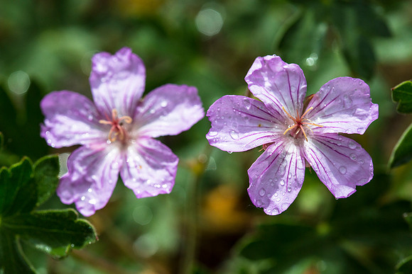 White Geranium (2) - Geranium richardsonii