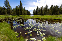Lily pads on Delacy Creek