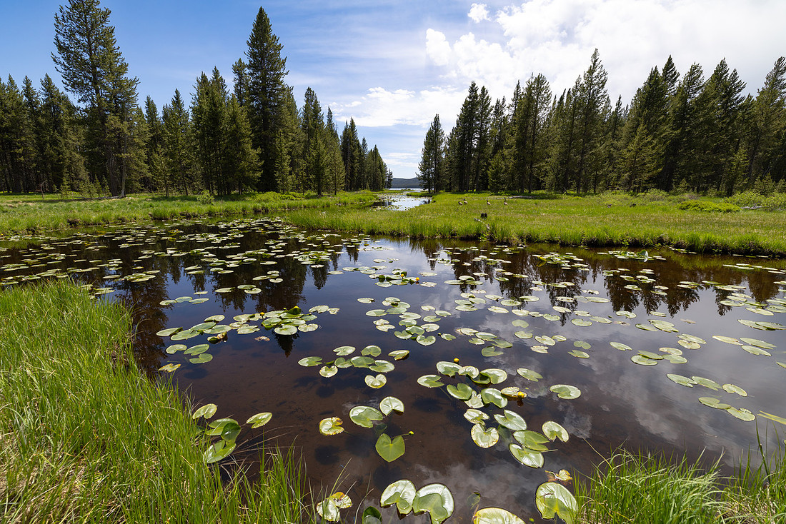 Lily pads on Delacy Creek