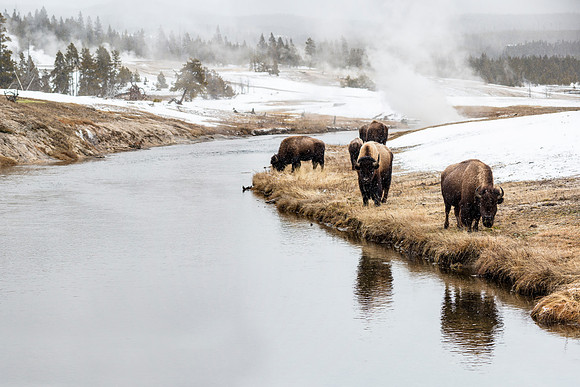 Bison on the Firehole
