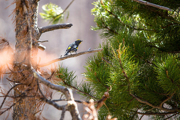Yellow Rumped Warbler - Setophaga coronata