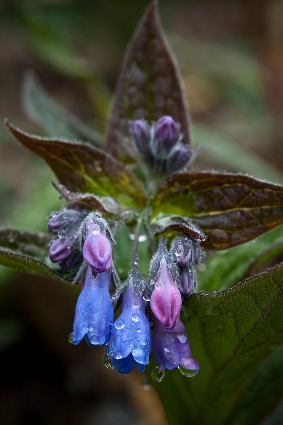 Blue Bells - Mertensia paniculata