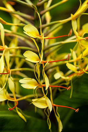 Kahili Ginger
