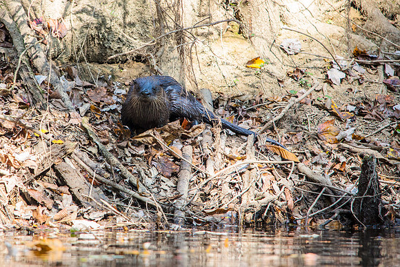 North American River Otter - Lontra canadensis