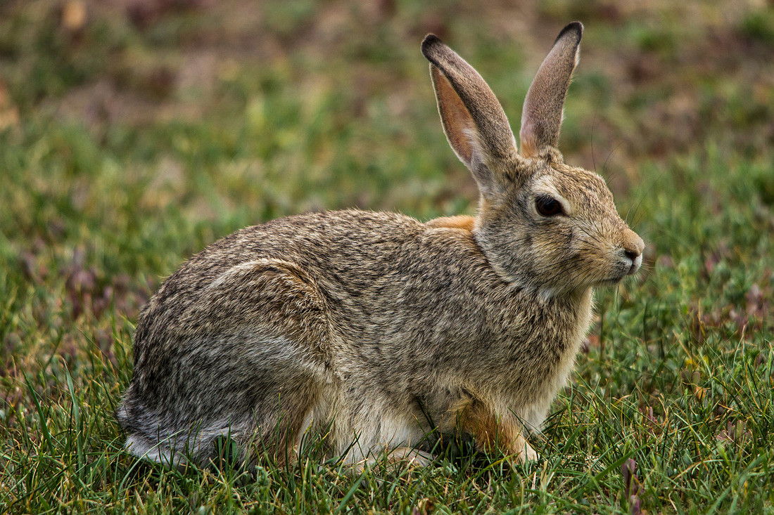 Desert Cotton Tail