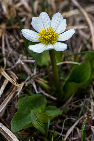 Marsh Marigold - Psychrophila leptosepala