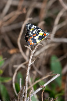 20190320-Australia-0042