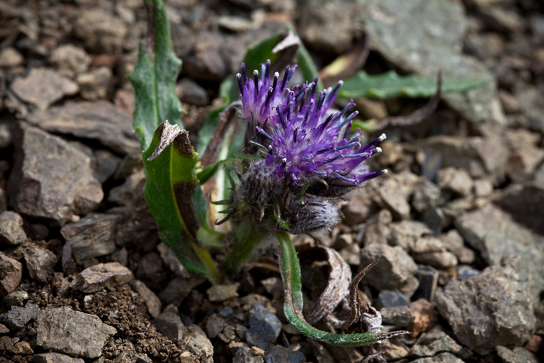 Sticky Saw-wort - Saussurea viscida