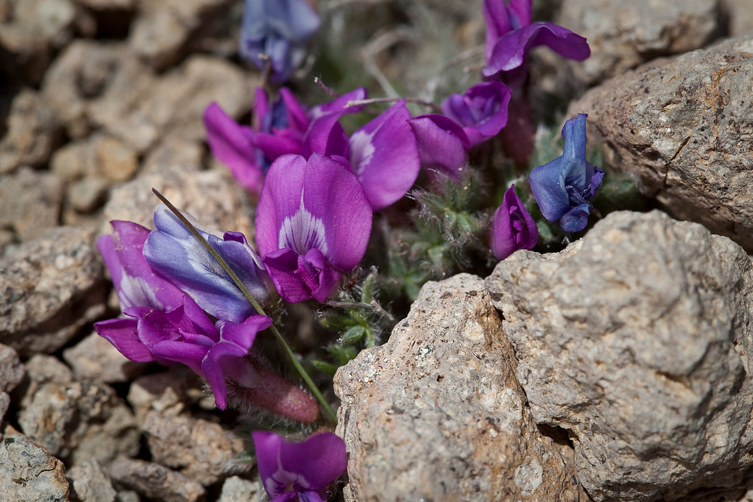 Purple Oxytrope - Oxytropis nigrescens