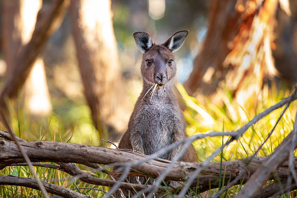 20190316-Australia-0999