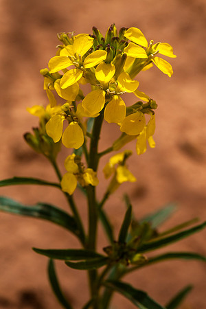 Wallflower - Erysimum asperum