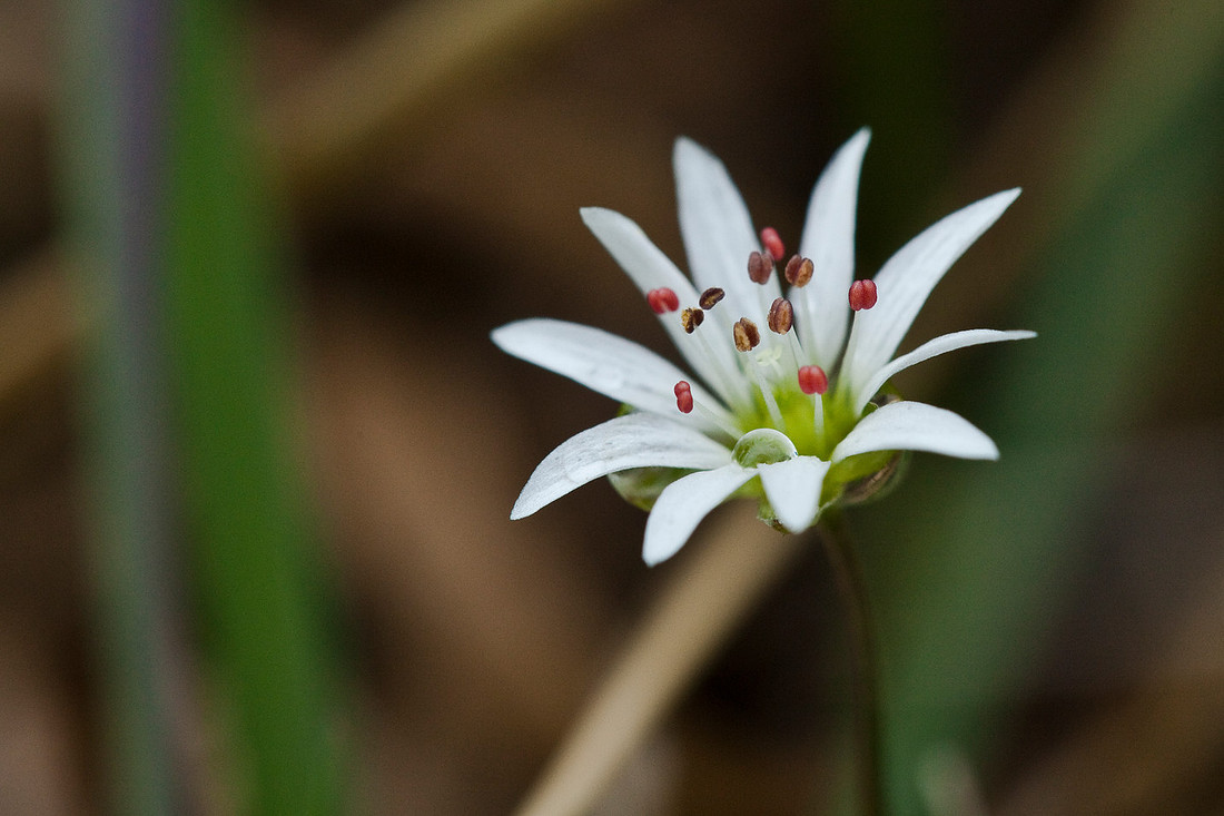 Alaska Starwort - Stellaria sp