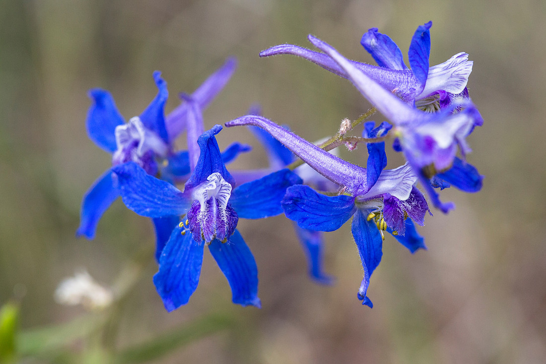Nuttall Larkspur - Delphinium nuttallianum