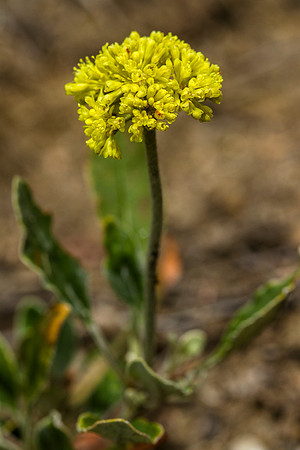 Yellow Buckwheat - Eriogonum flavum