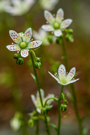 Prickly Saxifrage - Saxigraga bronchialis