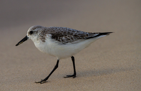 Sanderling