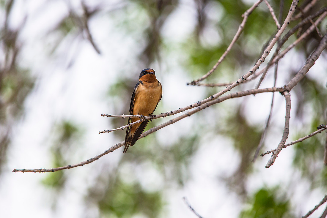 Barn Swallow (2) - Hirundo rustica