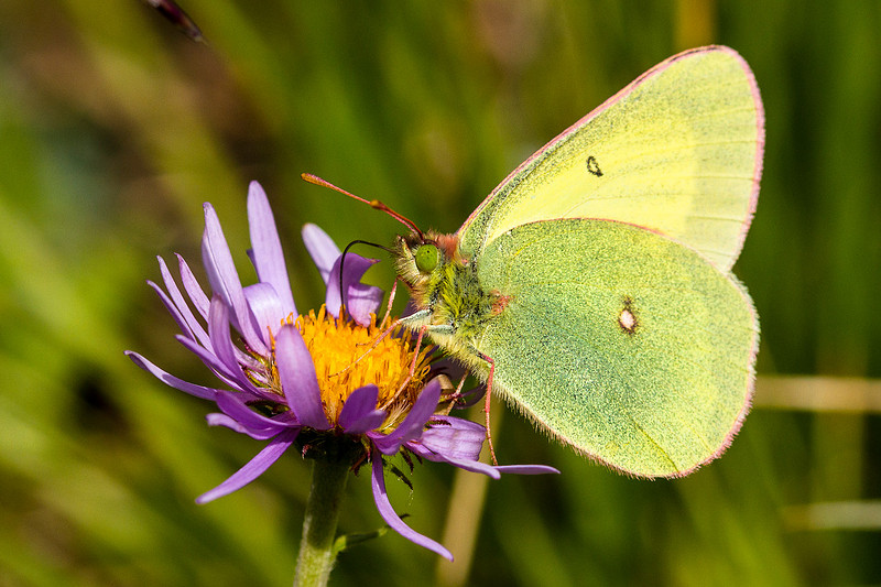 Frank Insect Jacob W. Frank | Insects | Butterfly on Aster