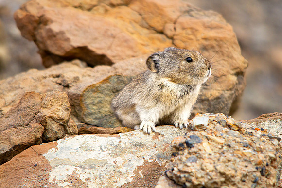 denali