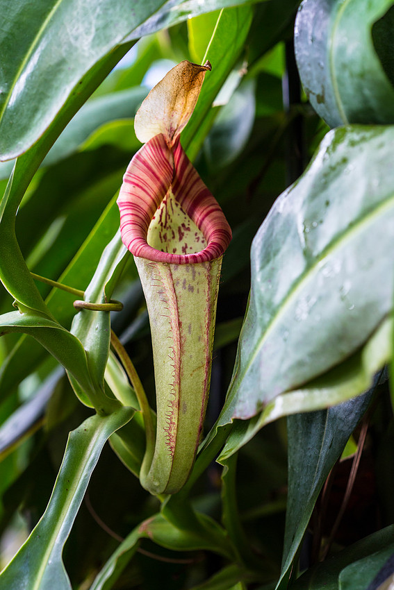 Nepenthes Pitcher Plant - Nepenthes sanguinea