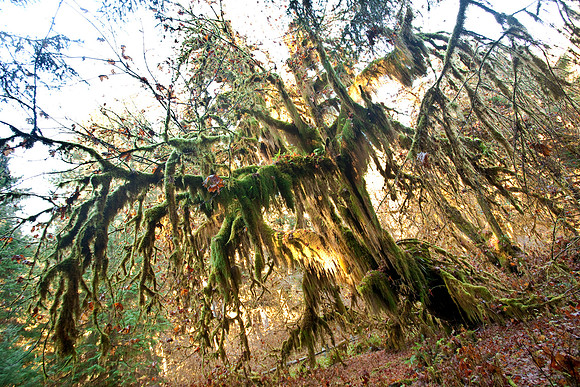 Mossy Maple Grove