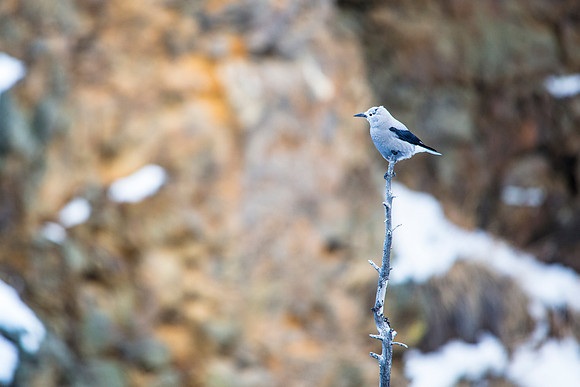 Clarks Nutcracker