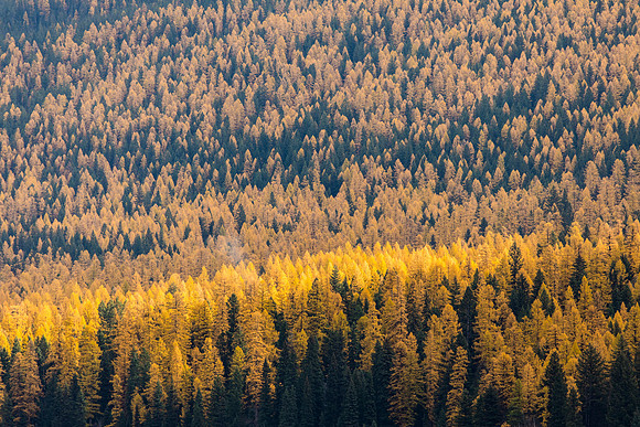 Sea of Larch on Cerulean Ridge