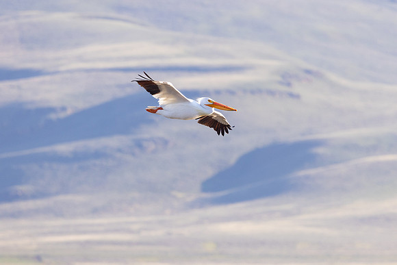 Amiercan white pelican flys over Red Rock Creek